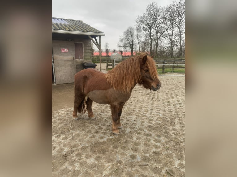 Kuce szetlandzkie Klacz 8 lat 106 cm Ciemnokasztanowata in Berltsum