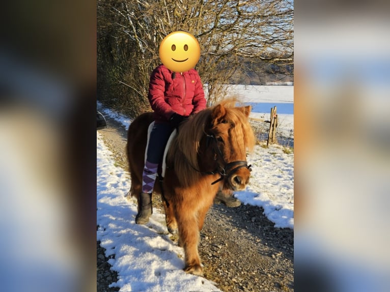 Kuce szetlandzkie Klacz 8 lat 108 cm Kasztanowata in Leutkirch im Allgäu