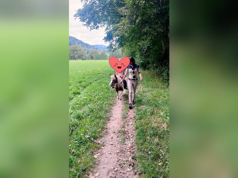 Kuce szetlandzkie Klacz 8 lat 85 cm Srokata in Hofst&#xE4;tten