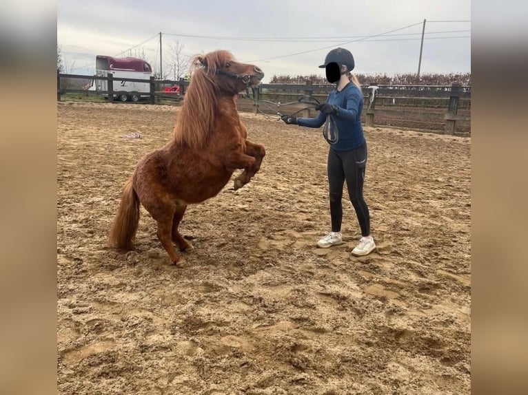 Kuce szetlandzkie Klacz 8 lat 86 cm  in Daleiden