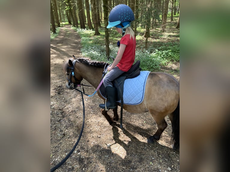 Kuce szetlandzkie Klacz 8 lat 90 cm Ciemnogniada in Aying