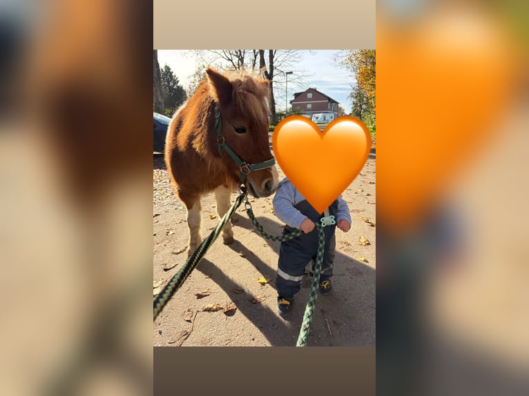 Kuce szetlandzkie Klacz 8 lat 92 cm Srokata in Bedburg