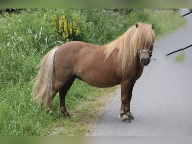 Kuce szetlandzkie Klacz 8 lat 93 cm Ciemnokasztanowata in Rehlingen-Siersburg