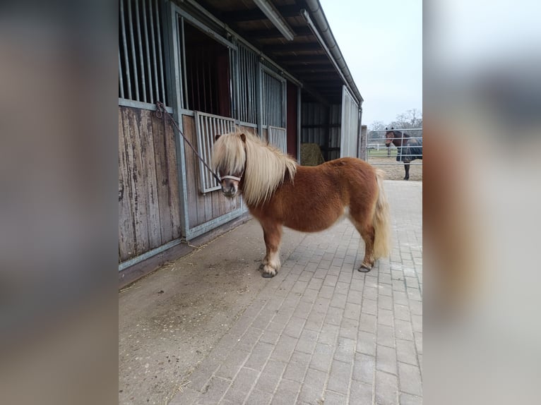 Kuce szetlandzkie Klacz 8 lat 94 cm Kasztanowata in Wachtendonk