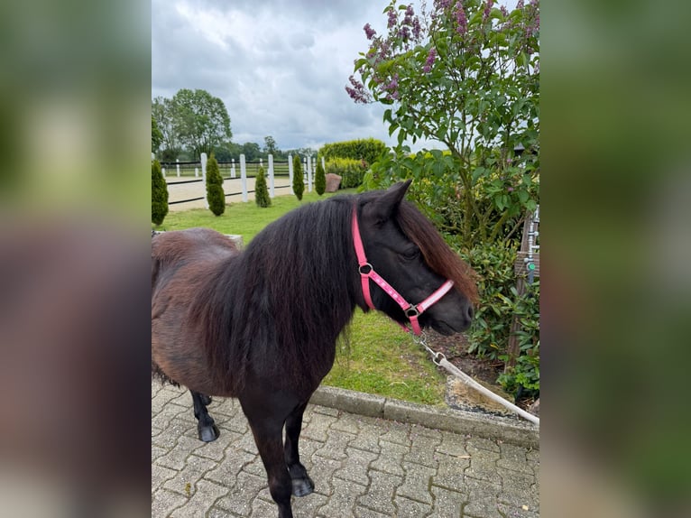 Kuce szetlandzkie Klacz 8 lat Kara in Nordwalde