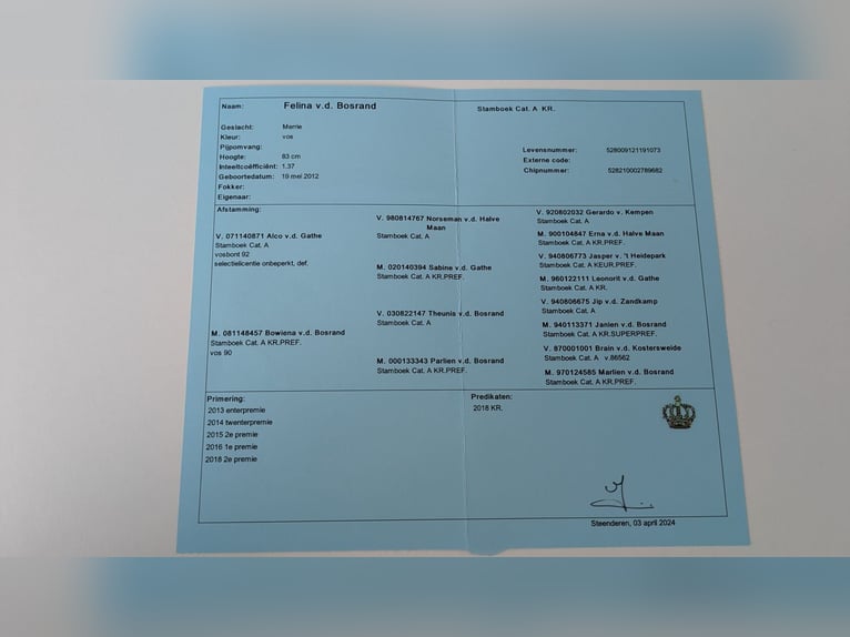 Kuce szetlandzkie Klacz 8 lat Kasztanowata in Emmeloord