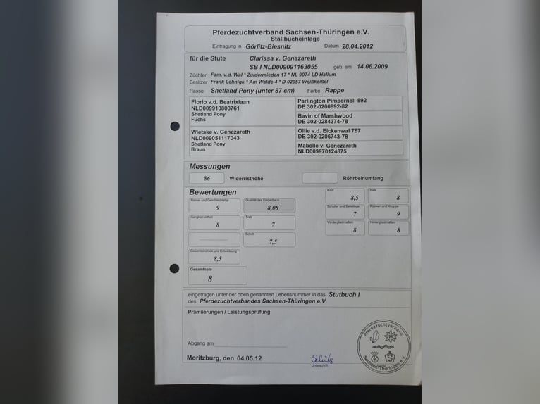 Kuce szetlandzkie Klacz 8 lat Kasztanowata in Emmeloord