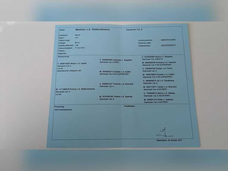 Kuce szetlandzkie Klacz 8 lat Kasztanowata in Emmeloord