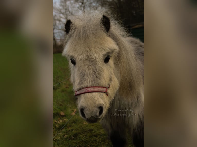 Kuce szetlandzkie Klacz 8 lat in Boxtel