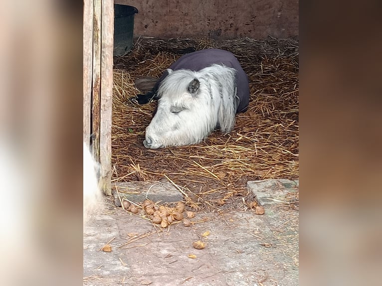 Kuce szetlandzkie Klacz 8 lat in Boxtel