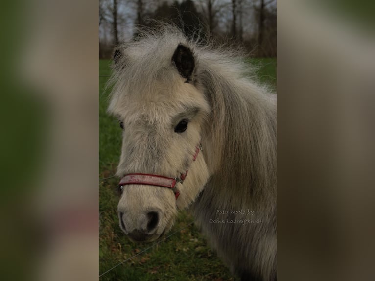 Kuce szetlandzkie Klacz 8 lat in Boxtel