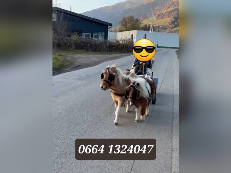 Kuce szetlandzkie Klacz 8 lat in Obertilliach