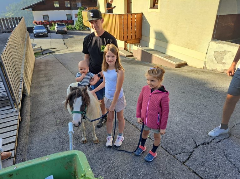 Kuce szetlandzkie Klacz 8 lat in Obertilliach