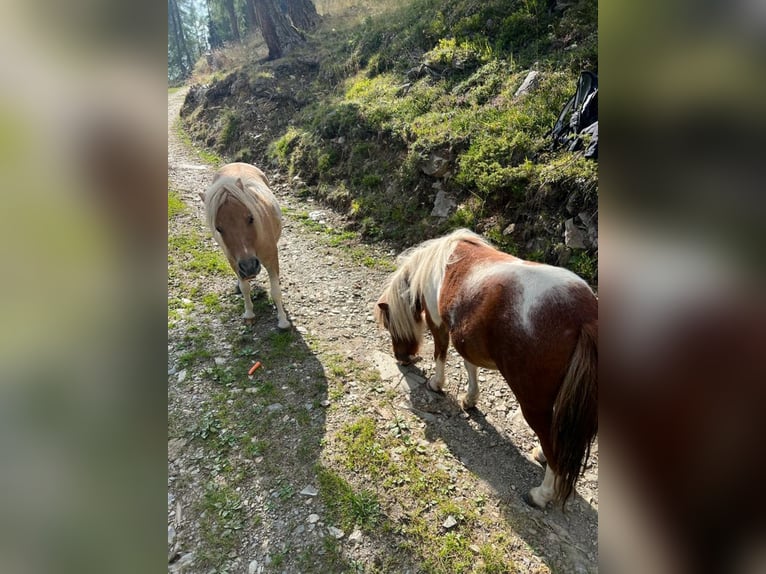 Kuce szetlandzkie Klacz 8 lat in Obertilliach