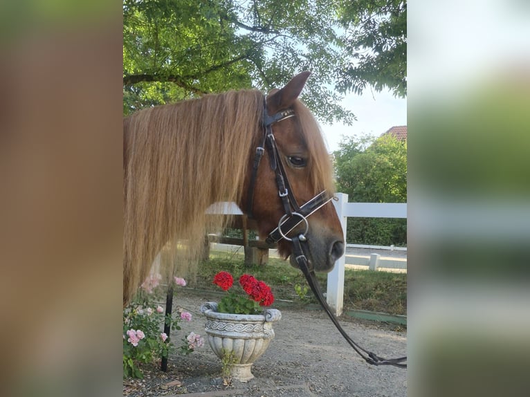 Kuce szetlandzkie Klacz 9 lat 100 cm Kasztanowata in Nidderau