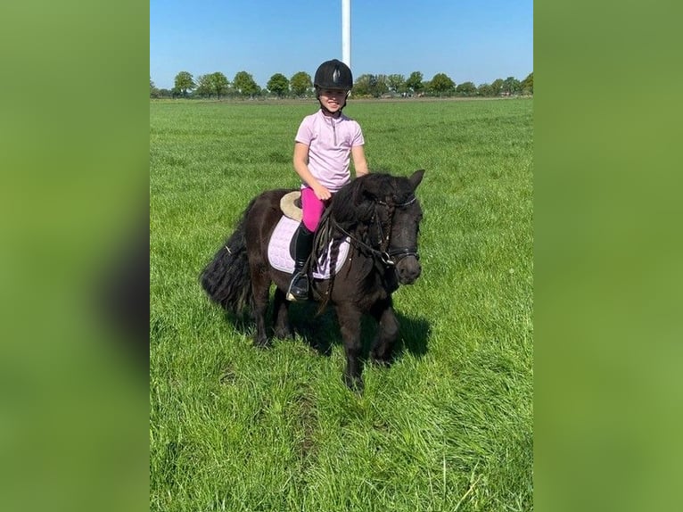 Kuce szetlandzkie Klacz 9 lat 106 cm Kara in Ospel