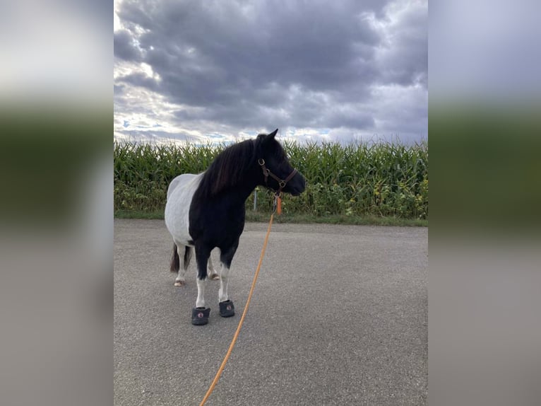 Kuce szetlandzkie Klacz 9 lat 106 cm Srokata in Alfdorf