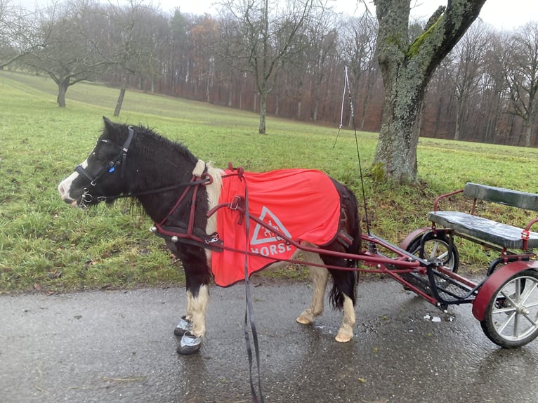 Kuce szetlandzkie Klacz 9 lat 106 cm Srokata in Alfdorf