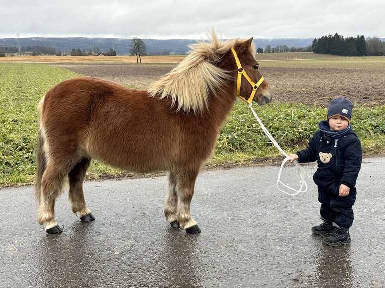 Kuce szetlandzkie Klacz 9 lat 108 cm Kasztanowata in Riedlingen