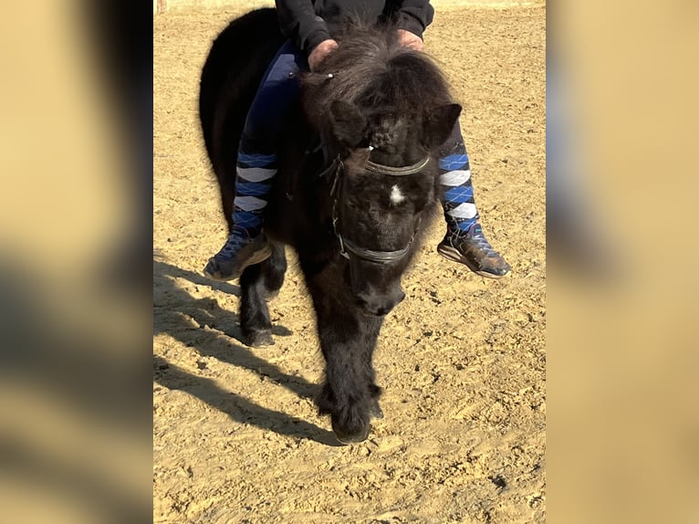 Kuce szetlandzkie Klacz 9 lat 110 cm Kara in Ursensollen