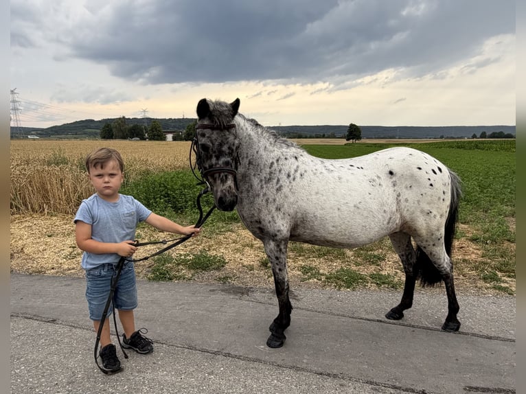 Kuce szetlandzkie Klacz 9 lat 110 cm Tarantowata in Riedlingen