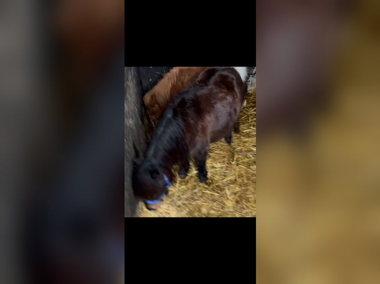 Kuce szetlandzkie Klacz 9 lat 80 cm Gniada in Norderstedt