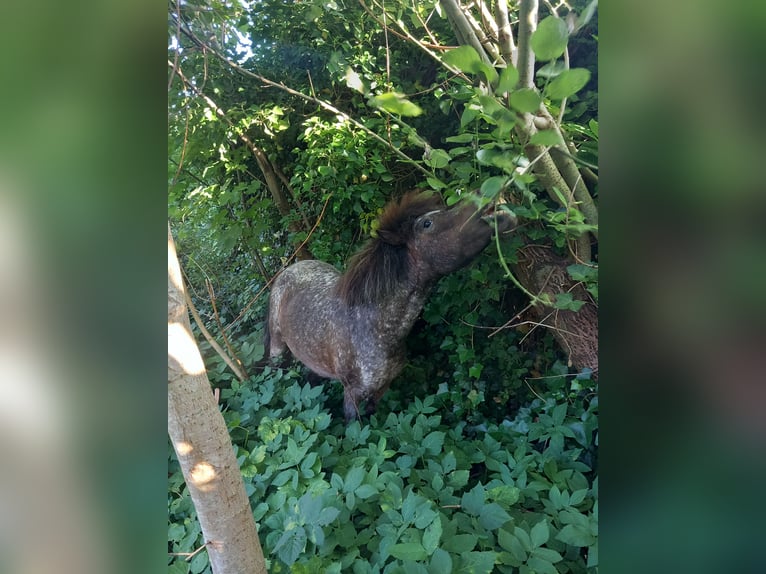Kuce szetlandzkie Klacz 9 lat 80 cm Siwa in Emmer-Compascuum
