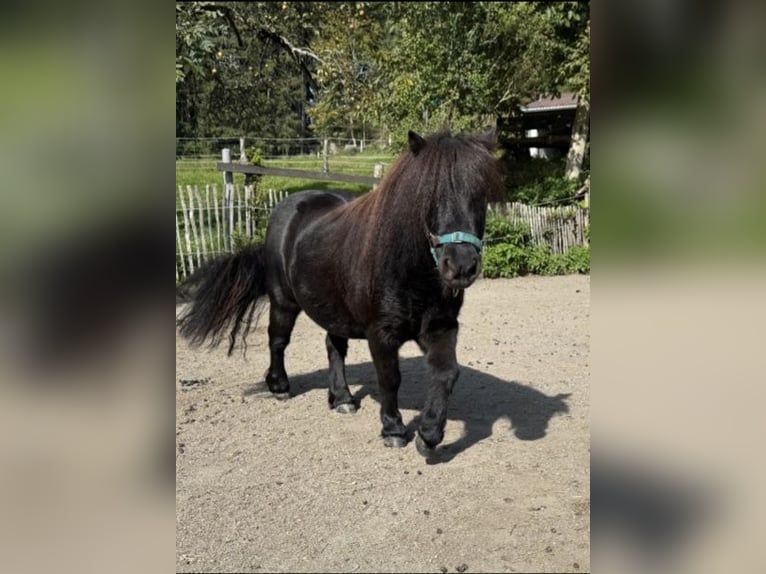 Kuce szetlandzkie Klacz 9 lat 83 cm Kara in Bodnegg