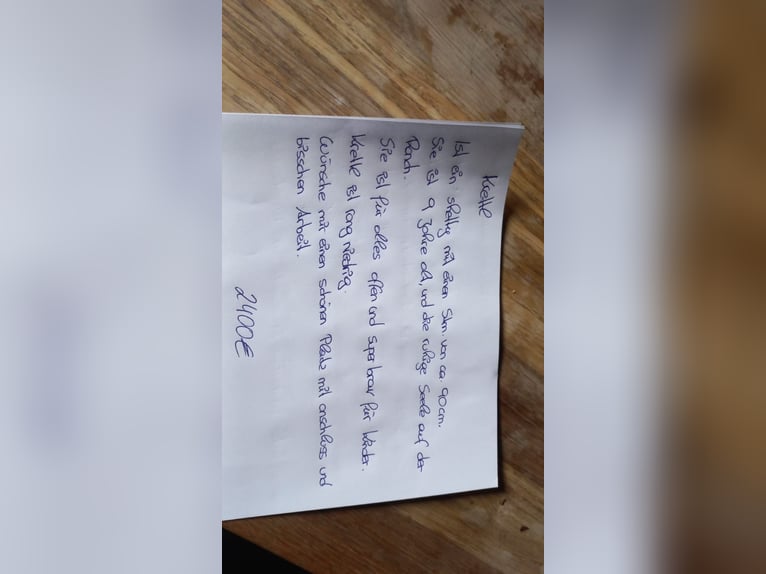 Kuce szetlandzkie Klacz 9 lat 90 cm Gniada in Erpfendorf