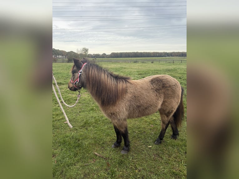 Kuce szetlandzkie Klacz 9 lat 90 cm Jelenia in Hooghalen