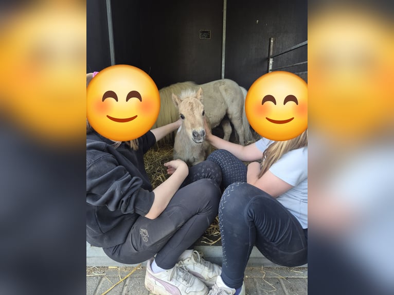 Kuce szetlandzkie Klacz Źrebak (04/2026) 83 cm Srokata in Westerkappeln