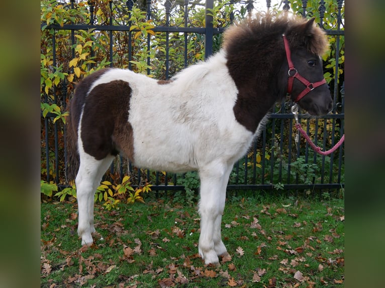 Kuce szetlandzkie Klacz Źrebak (05/2025) 95 cm in Dorsten