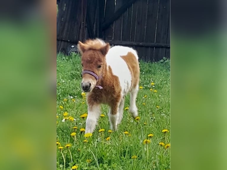 Kuce szetlandzkie Klacz Źrebak (04/2025) Srokata in Brilon