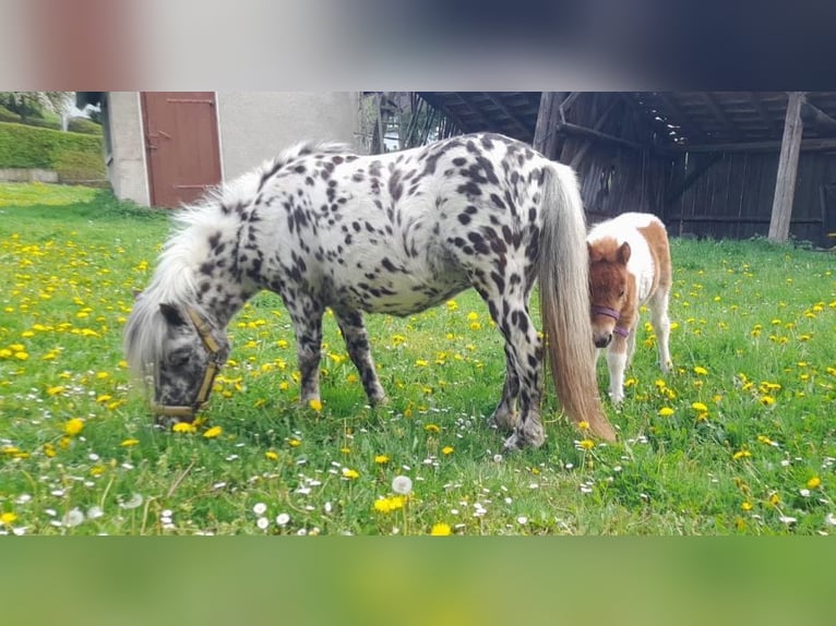 Kuce szetlandzkie Klacz Źrebak (04/2025) Srokata in Brilon