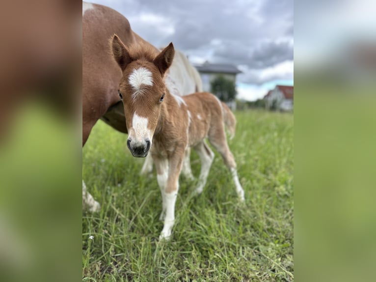 Kuce szetlandzkie Klacz Źrebak (05/2024) Srokata in Königsbrunn