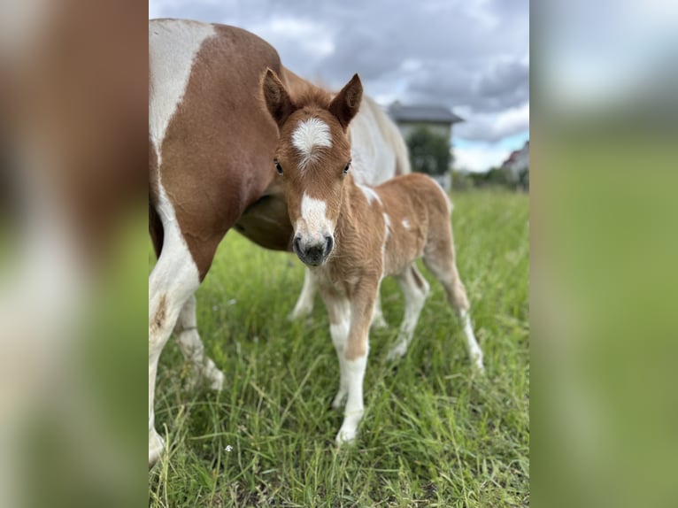 Kuce szetlandzkie Klacz Źrebak (05/2024) Srokata in Königsbrunn