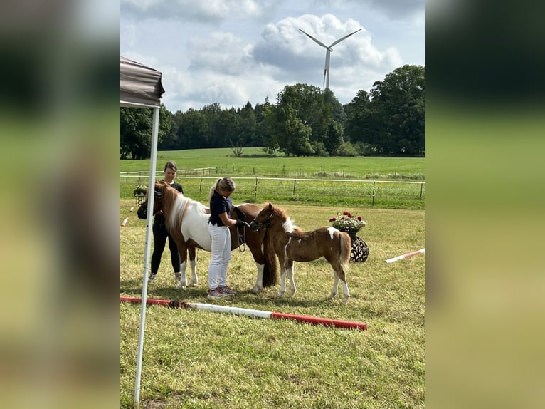 Kuce szetlandzkie Klacz Źrebak (05/2024) Srokata in Königsbrunn