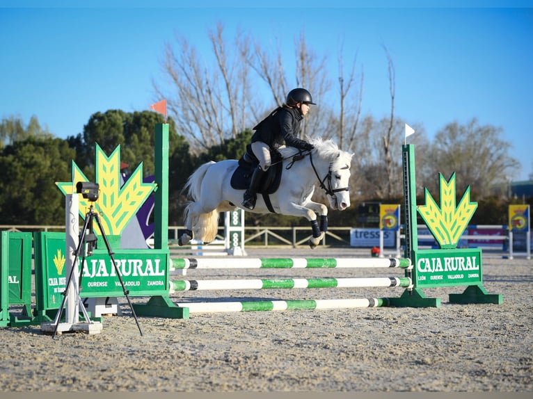 Kuce szetlandzkie Ogier 19 lat 110 cm Srokata in León