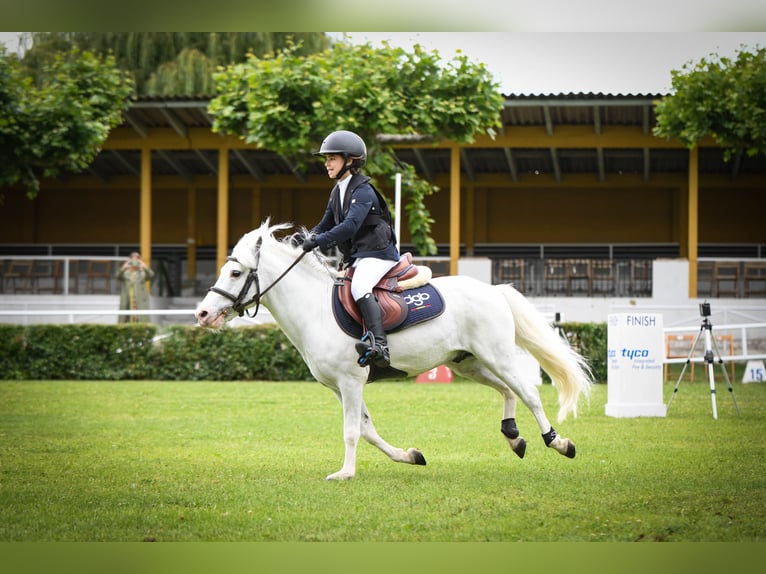 Kuce szetlandzkie Ogier 19 lat 110 cm Srokata in León