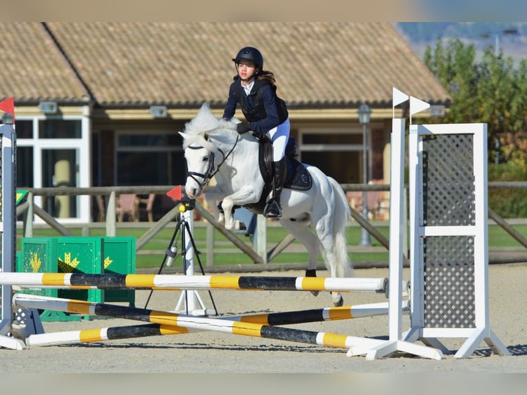 Kuce szetlandzkie Ogier 19 lat 110 cm Srokata in León