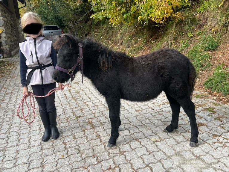 Kuce szetlandzkie Ogier 1 Rok 100 cm Siwa in Bretstein