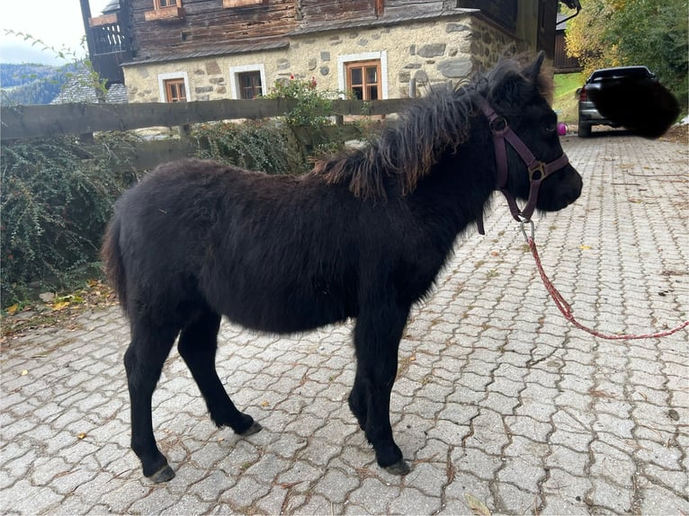 Kuce szetlandzkie Ogier 1 Rok 100 cm Siwa in Bretstein