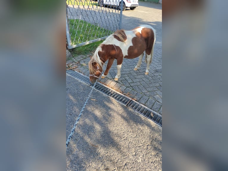 Kuce szetlandzkie Ogier 1 Rok 100 cm Tobiano wszelkich maści in Hörstel Kuce szetlandzkie Ogier 1 Rok 100 cm Tobiano wszelkich maści in Hörstel