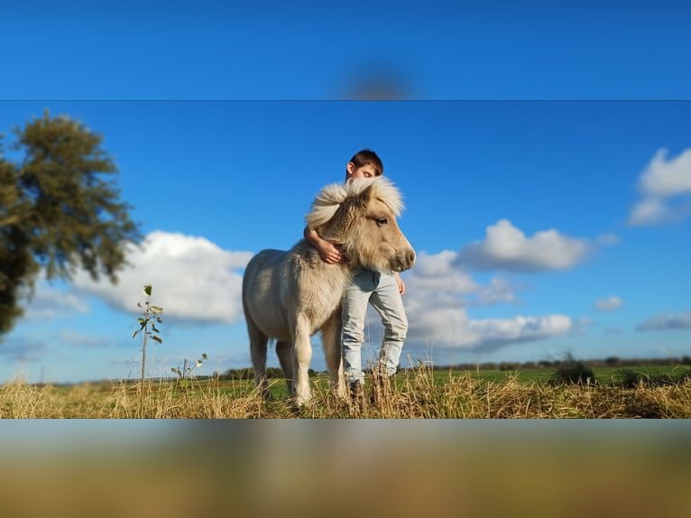 Kuce szetlandzkie Ogier 1 Rok 104 cm Szampańska in Arnemuiden