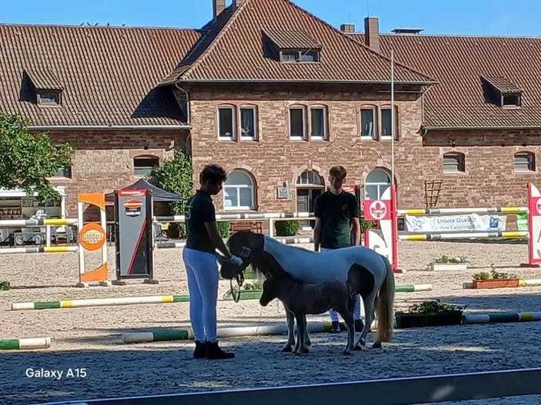 Kuce szetlandzkie Ogier 1 Rok 105 cm Bułana in Sitters