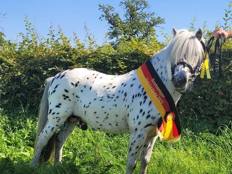 Kuce szetlandzkie Ogier 1 Rok 108 cm Kara in Gadebusch