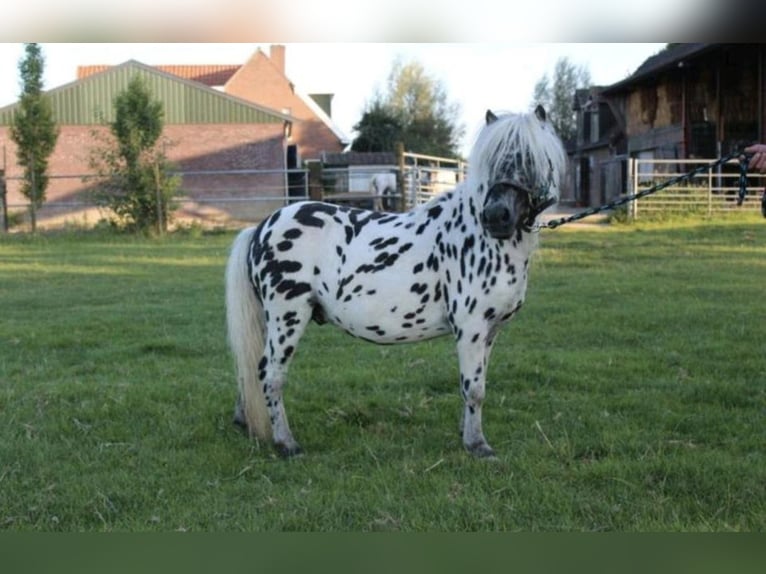 Kuce szetlandzkie Ogier 1 Rok 110 cm Srokata in Freren