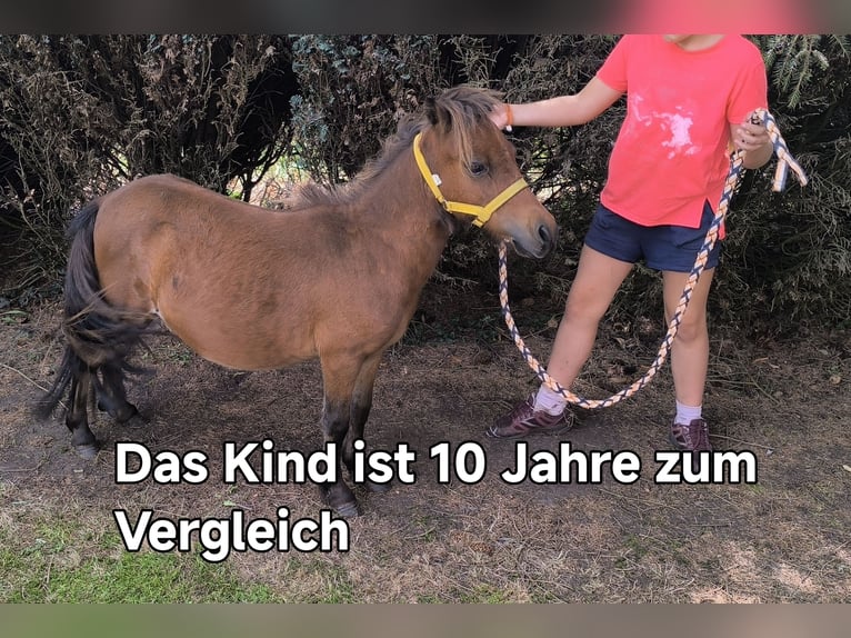 Kuce szetlandzkie Ogier 1 Rok 110 cm Srokata in Freren