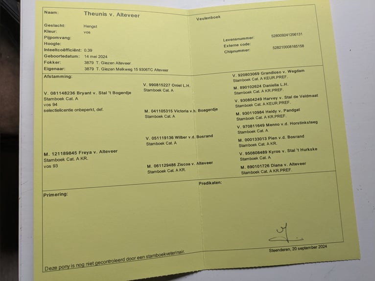 Kuce szetlandzkie Ogier 1 Rok 80 cm Kasztanowata in Schwanewede