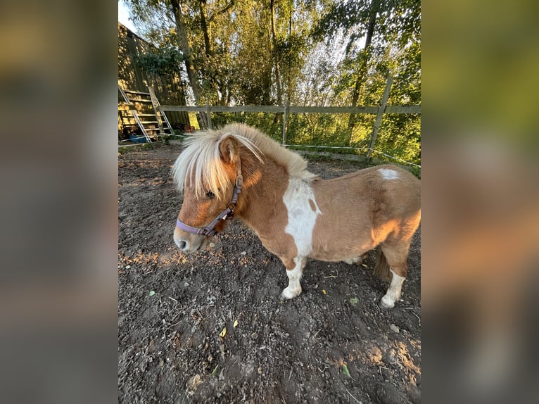 Kuce szetlandzkie Ogier 1 Rok 80 cm Srokata in Lisse